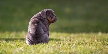 Top 10 Family-Friendly Dog Breeds: Finding the Perfect Companion for Your Home