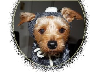 Pampered Pooches: The Ultimate Guide to Stylish Designer Dog Clothes