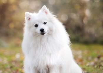 Pawsitive Health: A Guide to Keeping Your Dog Happy and Healthy