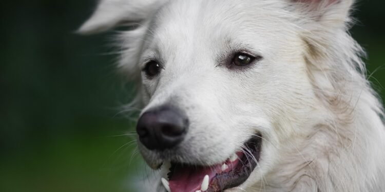 Pawsitively Healthy: The Ultimate Guide to Dog Wellness