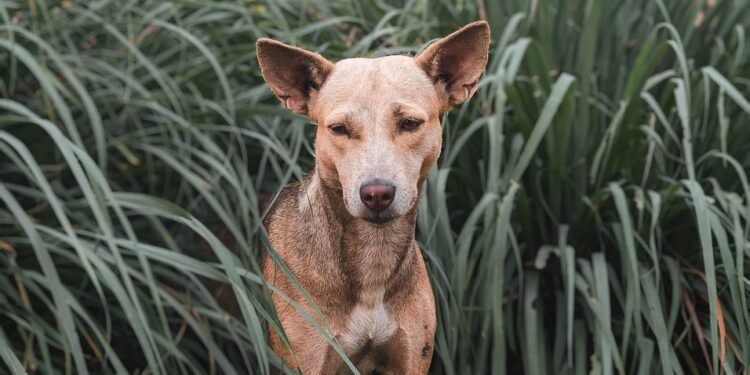 Pawsitively Healthy: A Comprehensive Guide to Dog Wellness