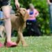 Pawsitively Affordable: Transforming Your Pup with Budget-Friendly Training Solutions