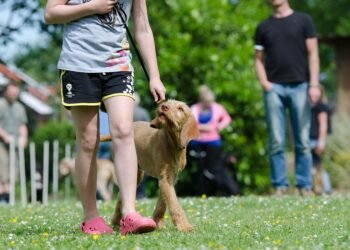 Unleash Your Dog’s Potential: The Ultimate Training Camp Near You