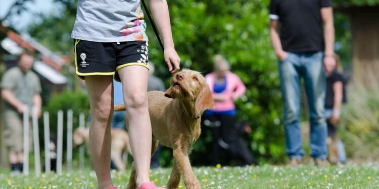 Unleash Your Dog’s Potential: The Ultimate Training Camp Near You