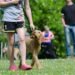 Unleash Your Dog’s Potential: The Ultimate Training Camp Near You