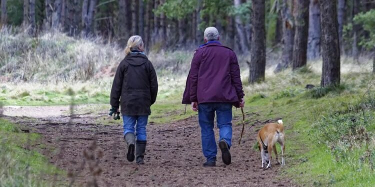 Mastering Control: The Ultimate Guide to Dog Training Leashes