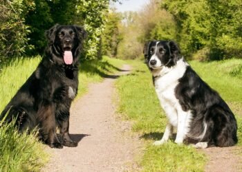 Pawsitive Connections: The Benefits of Dog Socialization Classes