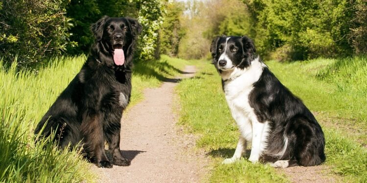 Pawsitive Connections: The Benefits of Dog Socialization Classes