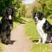 Pawsitive Connections: The Benefits of Dog Socialization Classes