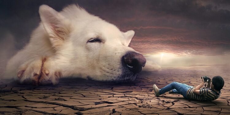 Top 10 Medium-sized Breeds: The Best Apartment Dogs for Your Home