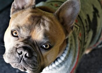 Pampered Pooches: The Ultimate Guide to Stylish Dog Clothes