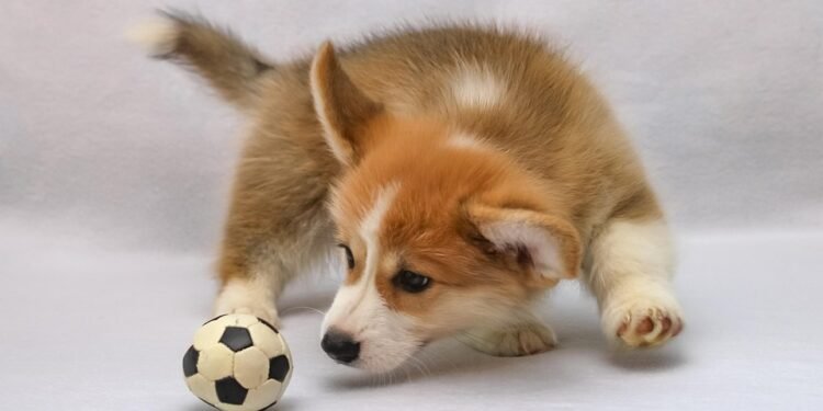 Keeping Fido Active: The Ultimate Guide to Organizing and Moving Your Dog’s Toy Collection