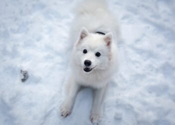 Perfectly Proportioned Pups: The Top Medium-Sized Short-Haired Dog Breeds
