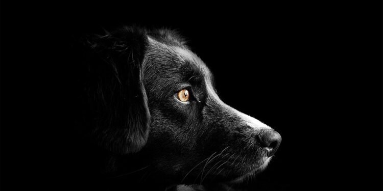 Top 10 Low-Maintenance Apartment Dogs: Your Perfect Companion for Solo Living