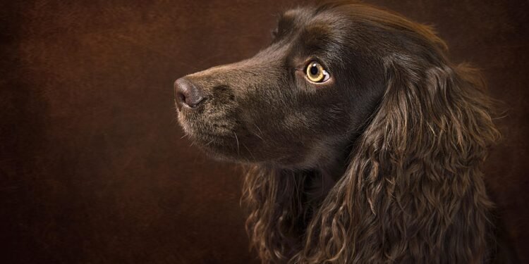 Guardians of the Family: Top Dog Breeds for Protection and Security