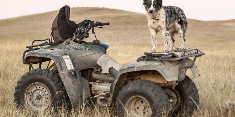 Unleash Your Dog’s Potential: Find the Best Dog School Near You!