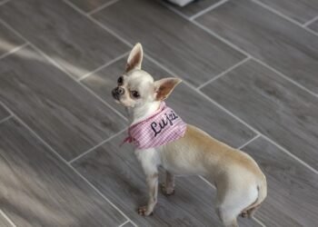 Pamper Your Pooch: The Ultimate Guide to XXS Dog Clothes