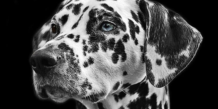 Stop the Bleed: Essential Tips for Treating Your Dog’s Ears