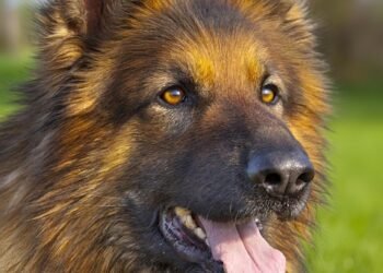 Paws and Puzzles: Engaging Your Canine Companions with Interactive Dog Puzzles