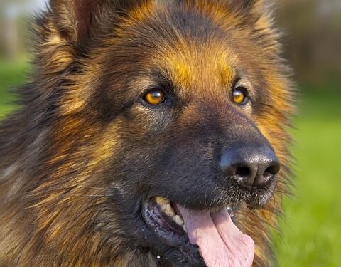 Paws and Puzzles: Engaging Your Canine Companions with Interactive Dog Puzzles