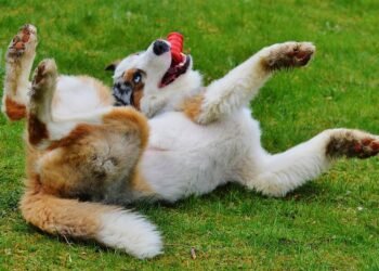 Make a Splash with These Top Dog Water Toys: Keeping Your Pup Cool and Happy!