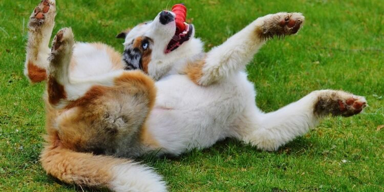 Make a Splash with These Top Dog Water Toys: Keeping Your Pup Cool and Happy!