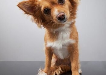 Tranquil Tails: Discover the Delight of Small Hypoallergenic Breeds