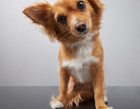 Tranquil Tails: Discover the Delight of Small Hypoallergenic Breeds