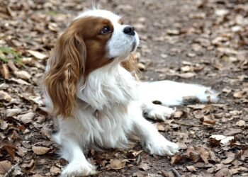 The Perfect Pooch: Small, Hypoallergenic Dogs That Are a Breeze to Train!