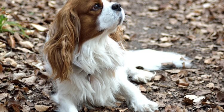 The Perfect Pooch: Small, Hypoallergenic Dogs That Are a Breeze to Train!