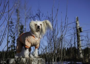 Pawsitively Dry: The Ultimate Guide to Dog Rain Coats
