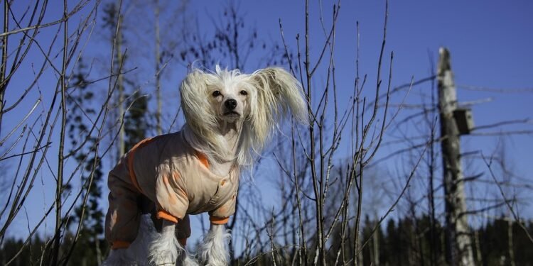 Pawsitively Dry: The Ultimate Guide to Dog Rain Coats