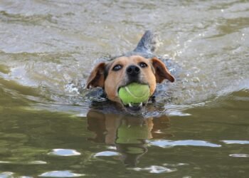 Mastering Manners: Top-rated Dog Training Classes in Your Area