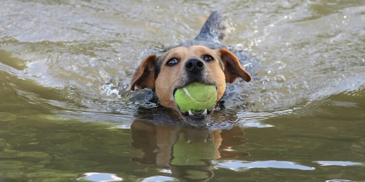 Mastering Manners: Top-rated Dog Training Classes in Your Area