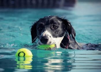 Mastering Dog Potty Training: Find Expert Guidance Near You!