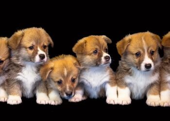 The Charm of Tiny Tails: Exploring the World of Small Dog Breeds