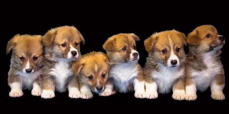The Charm of Tiny Tails: Exploring the World of Small Dog Breeds