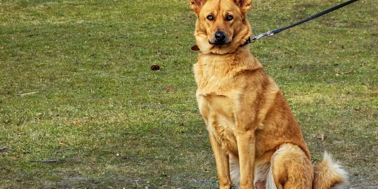 The Ultimate Solution: No Pull Dog Collars for Peaceful Walks