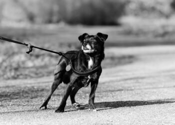Mastering the Art of Puppy Leash Training: A Guide to Happy Walks and Bonding