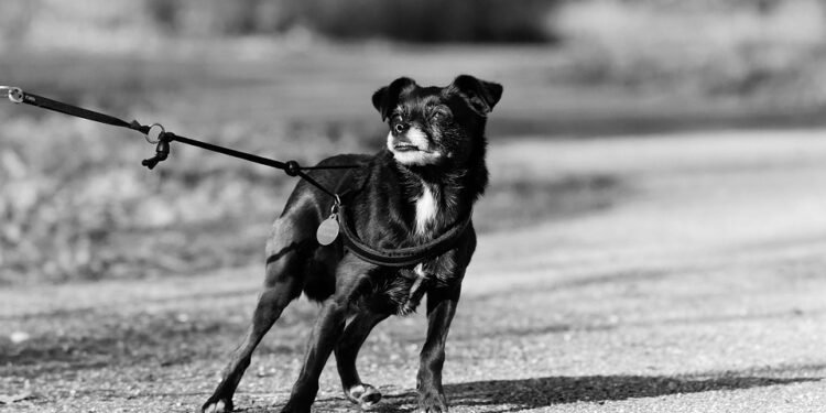 Mastering the Art of Puppy Leash Training: A Guide to Happy Walks and Bonding