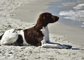 Silent and Snuggly: Discovering the Best Small Hypoallergenic Dogs for Quiet Companionship