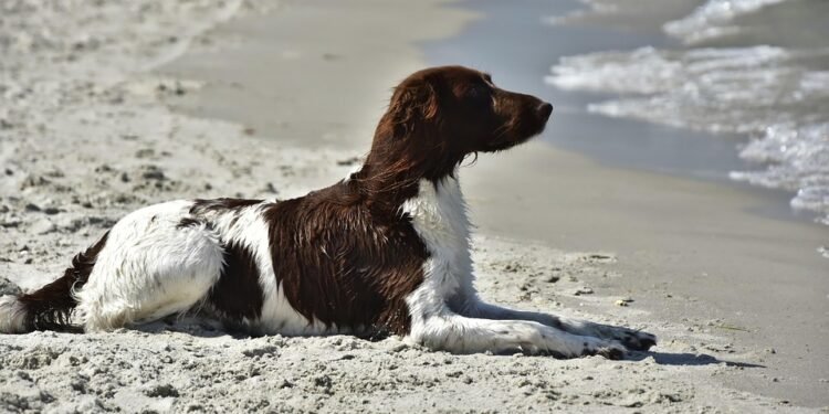 Silent and Snuggly: Discovering the Best Small Hypoallergenic Dogs for Quiet Companionship