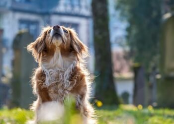 Curly-Tailed Canines: Discovering the Charm of Medium-Sized Dog Breeds