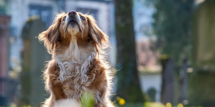 Curly-Tailed Canines: Discovering the Charm of Medium-Sized Dog Breeds