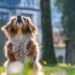 Curly-Tailed Canines: Discovering the Charm of Medium-Sized Dog Breeds
