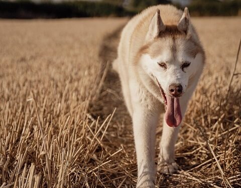 Nutrition for the Good Boy: A Guide to Optimal Health for Your Dog