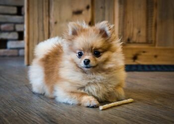 The Ultimate Guide to Keeping Your Pup Happy and Healthy: Tips for Optimizing Your Dog’s Wellbeing