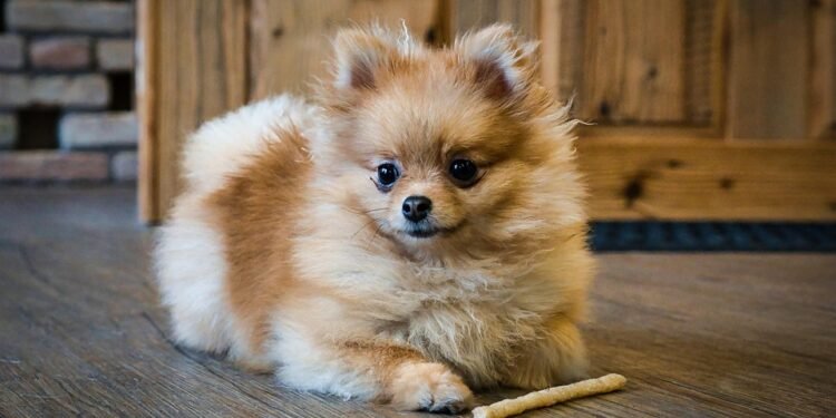 The Ultimate Guide to Keeping Your Pup Happy and Healthy: Tips for Optimizing Your Dog’s Wellbeing