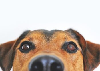 Top 10 Apartment-Friendly Breeds: The Best Dogs for Small Spaces