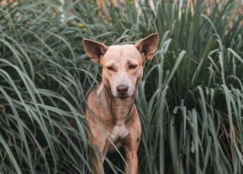 Pawsitively Perfect: Essential Tips for Caring for Your Canine Companion